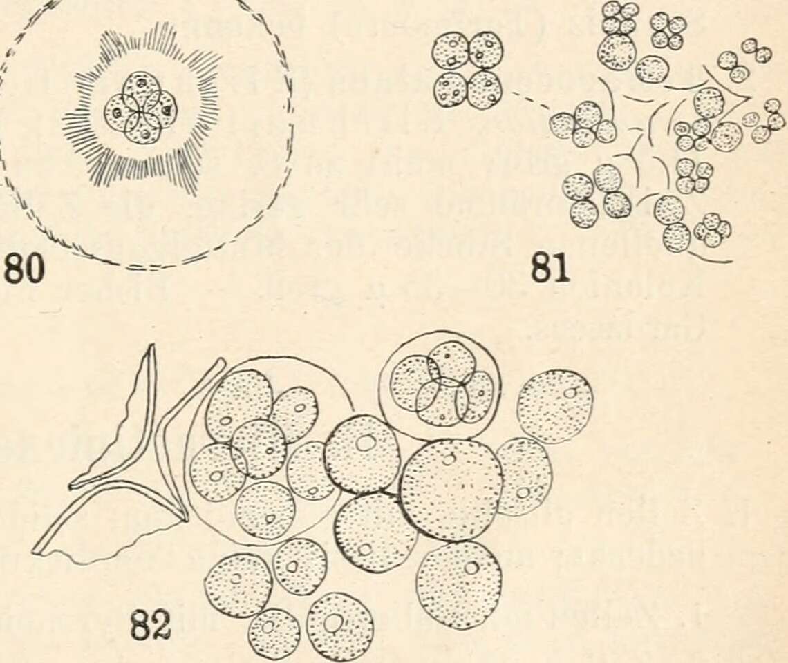 Image of Radiococcaceae