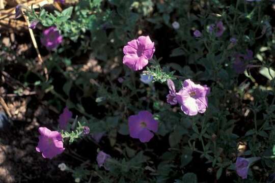 Image of petunia