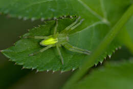 Image of Micrommata virescens (Clerck 1757)