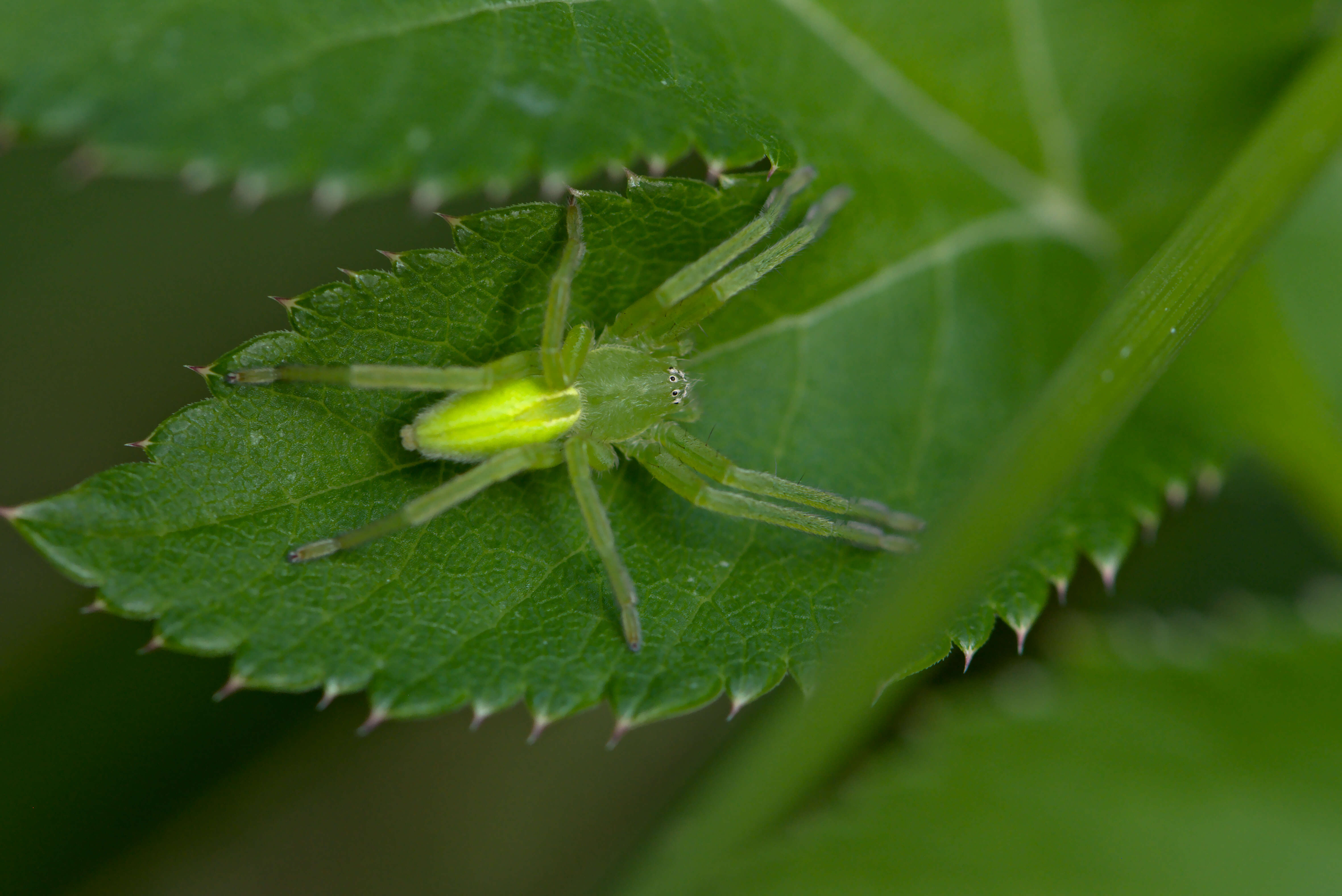 Image of Micrommata virescens (Clerck 1757)