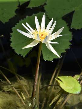 Image de Nymphaea ampla (Salisb.) DC.