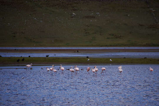 Imagem de Phoenicopterus chilensis Molina 1782