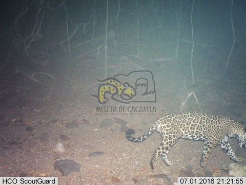 18.https www inaturalist org photos 6118810.580x360