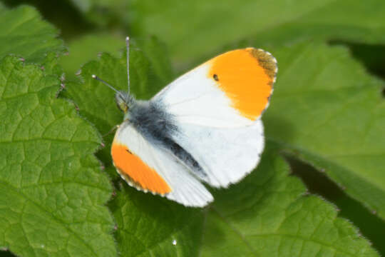 Image of orange tip