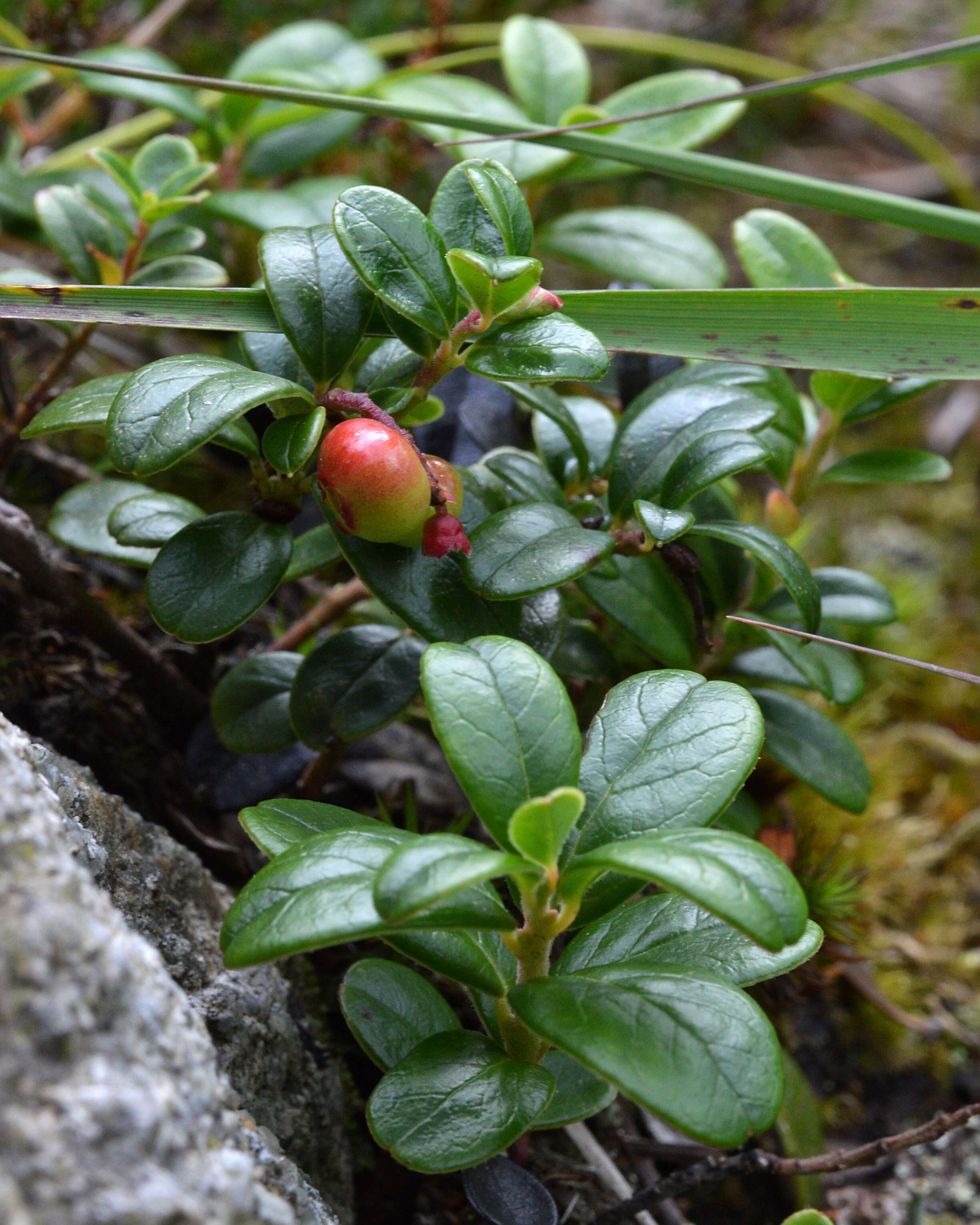 Image of lingonberry