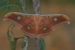 Image of Tasar Silk Moth