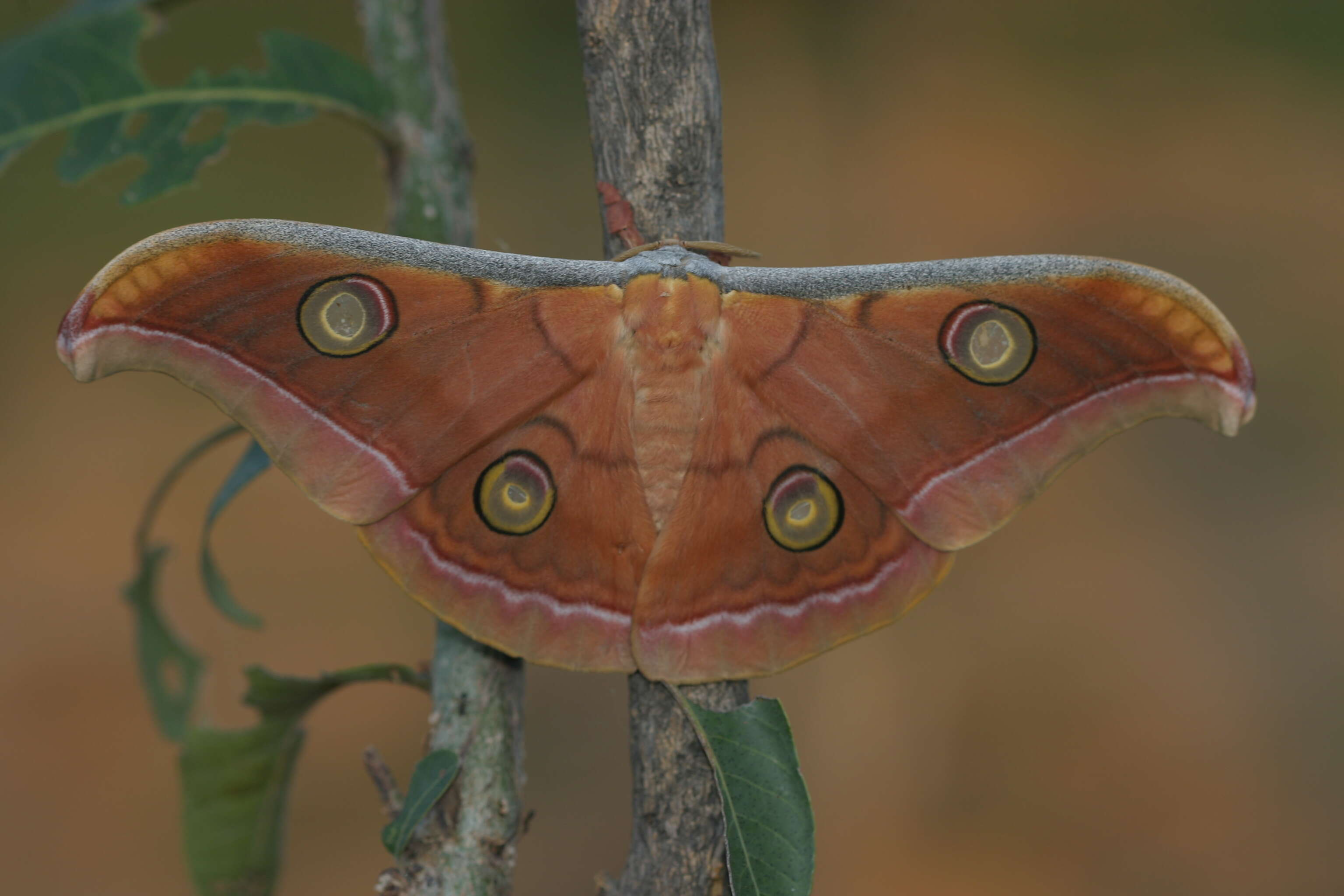 Image of Tasar Silkmoth