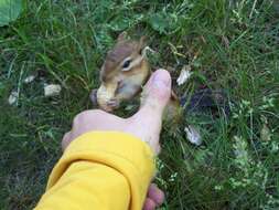 Image of Siberian Chipmunk