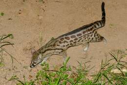 Image of Blotched Genet