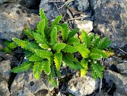 Plancia ëd Asplenium ceterach L.