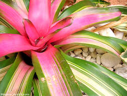 Image of Neoregelia carolinae (Beer) L. B. Sm.