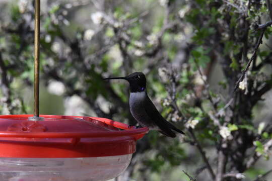 Image of Black-chinned Hummingbird