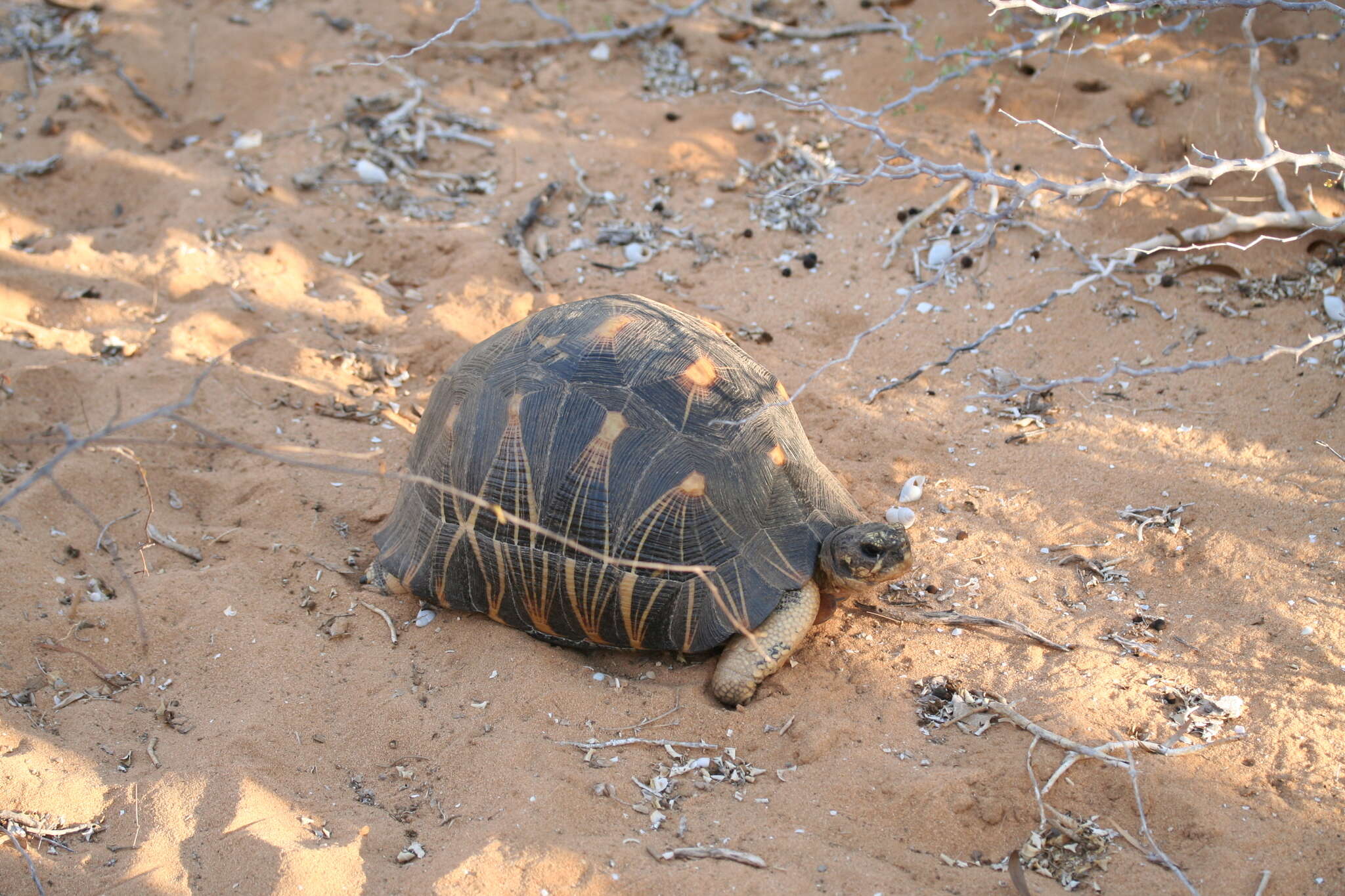 Image of Radiated Tortoise