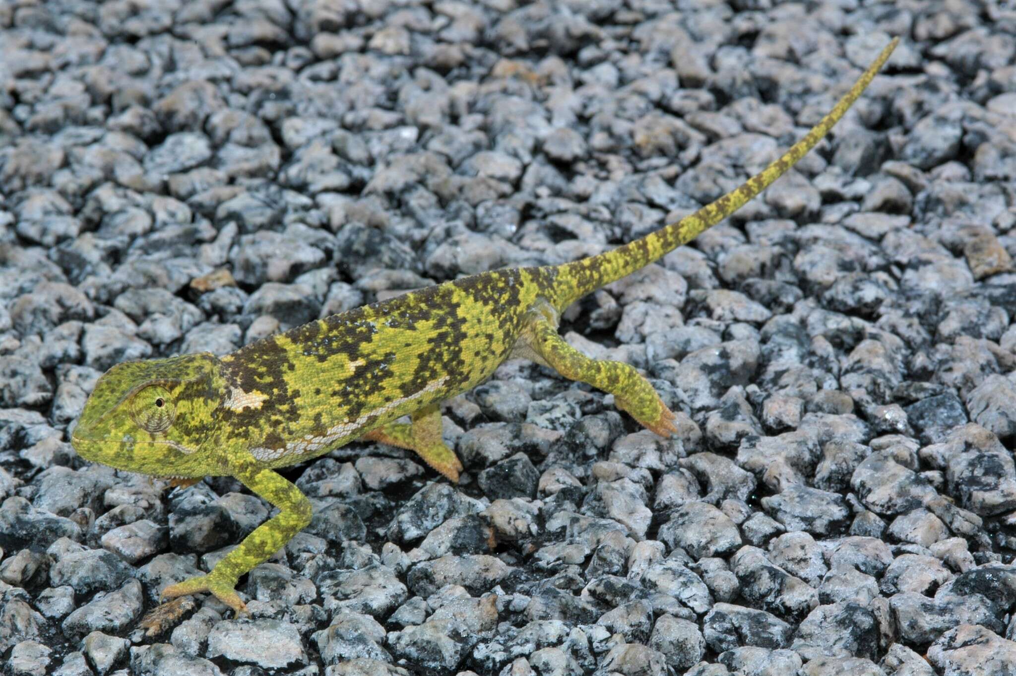 Image of Common African Flap-necked Chameleon