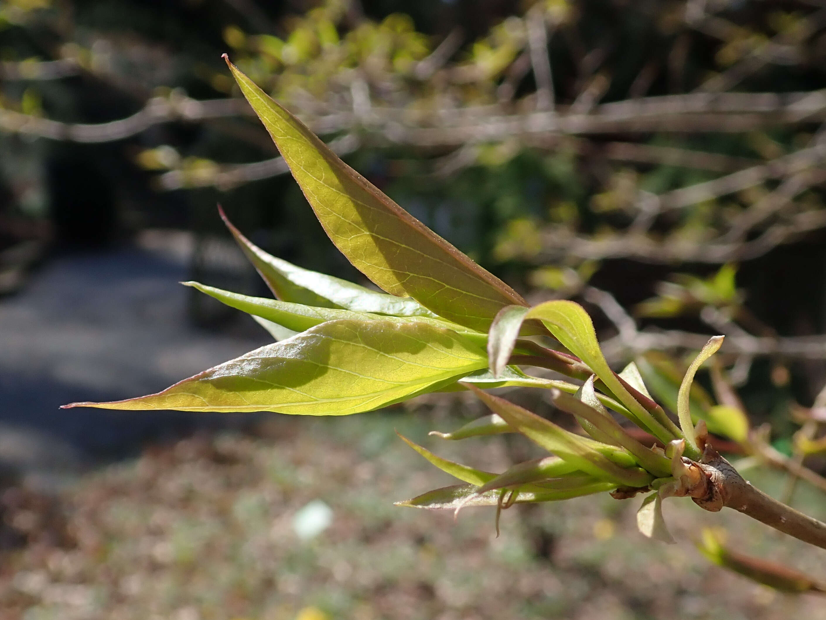 Image of Japanese Tree Lilac