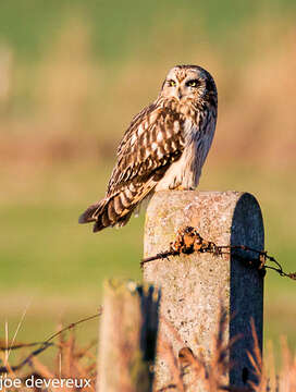 Image de Hibou des marais