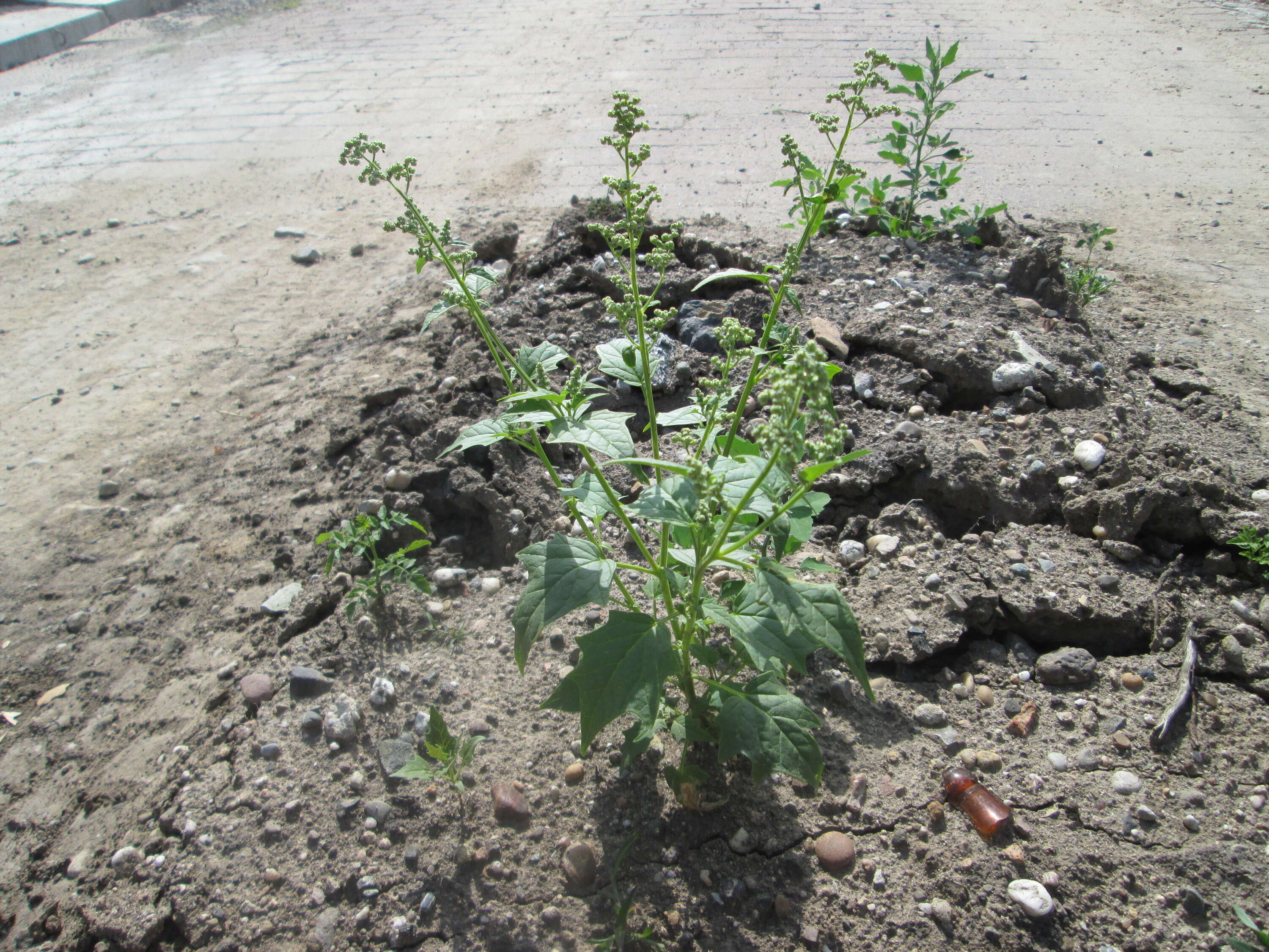 Image de Chenopodiastrum hybridum (L.) S. Fuentes, Uotila & Borsch