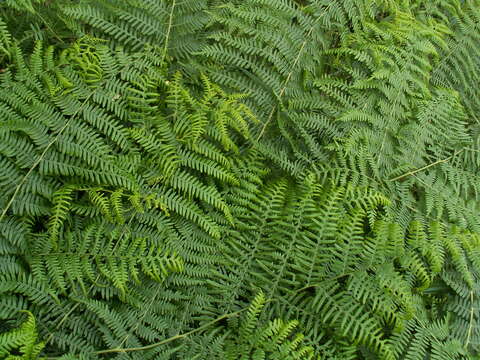 Image of Bracken