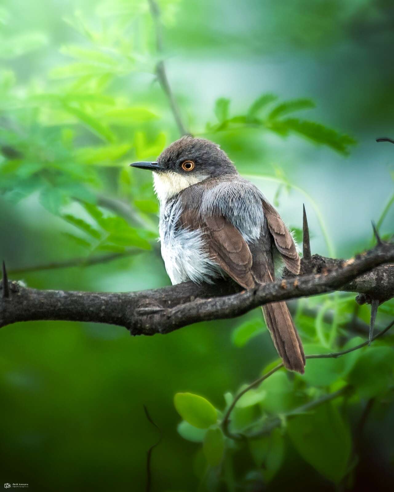 Image of Grey-breasted Prinia