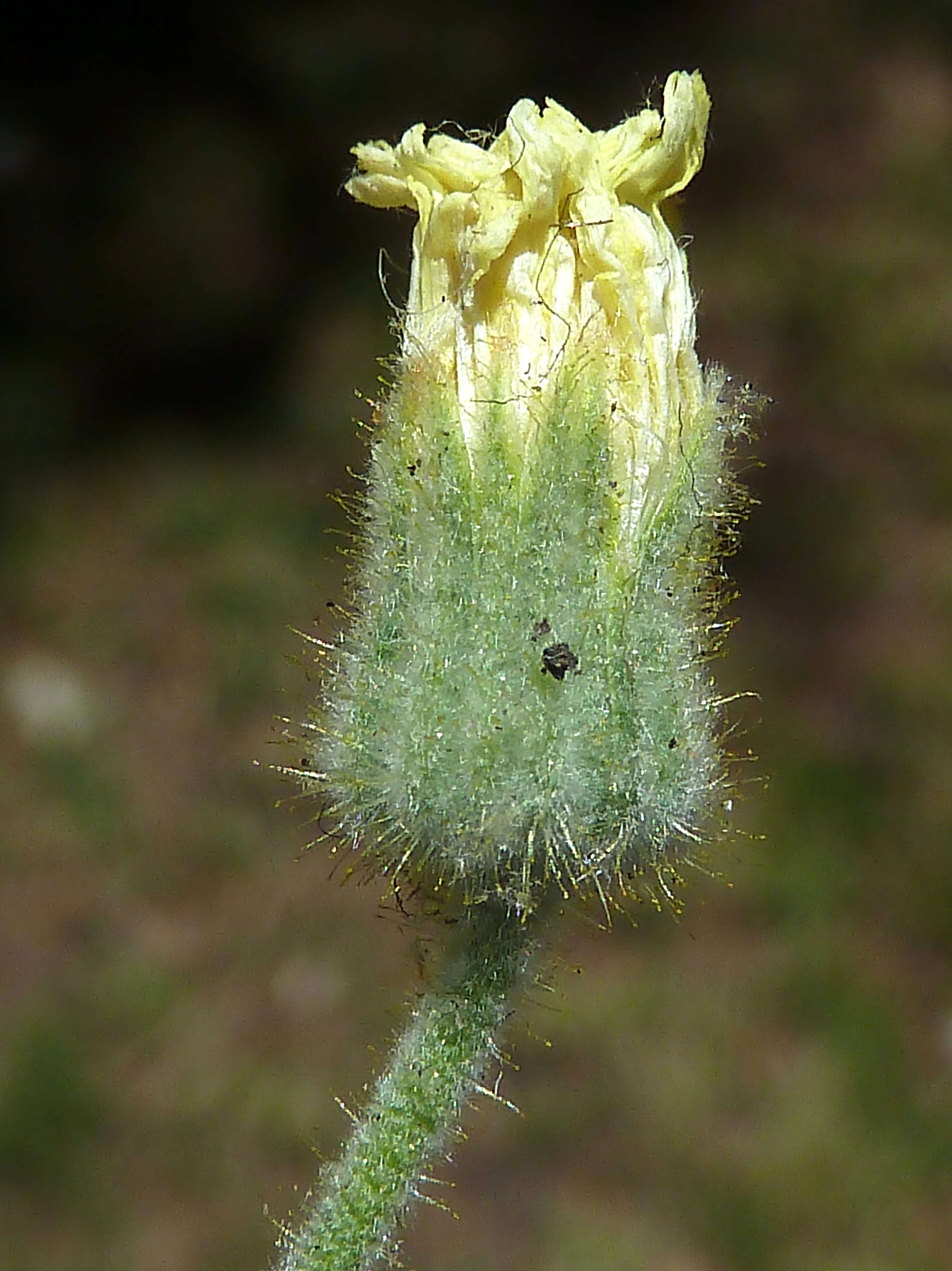 Image of Andryala integrifolia L.