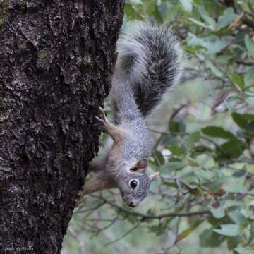 Image of Arizona Gray Squirrel