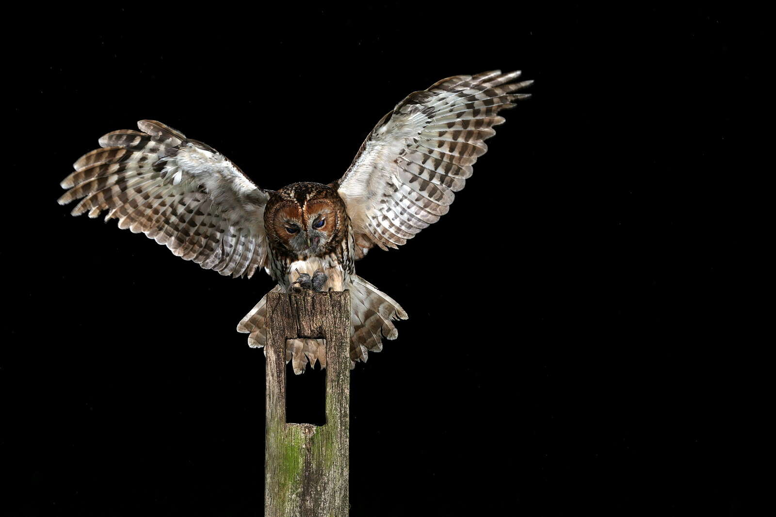 Image of Tawny Owl