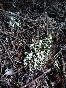 Image of Cladonia foliacea (Huds.) Willd.