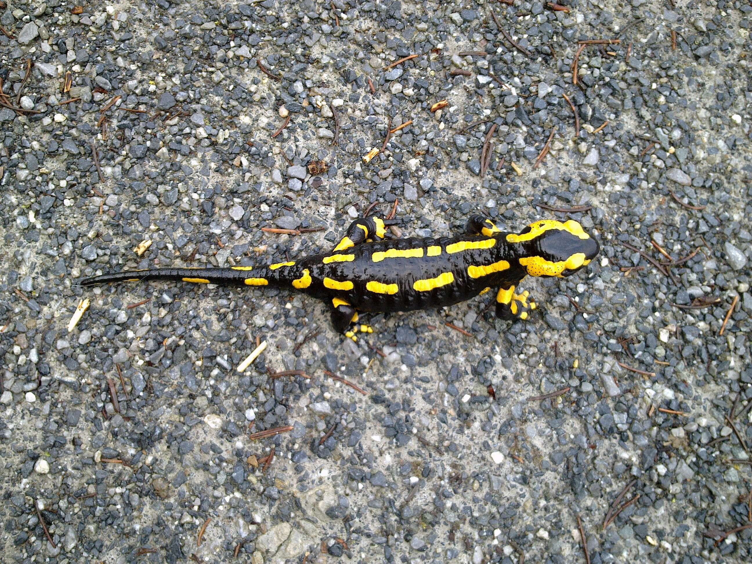 Image of Common Fire Salamander