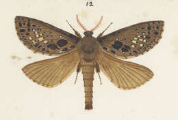 Image de Aoraia aurimaculata Philpott 1914