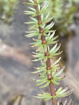 Image of Mare's Tail