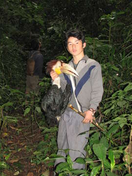 Image of Wreathed Hornbill