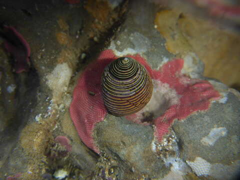 Image of Blue Top Snail