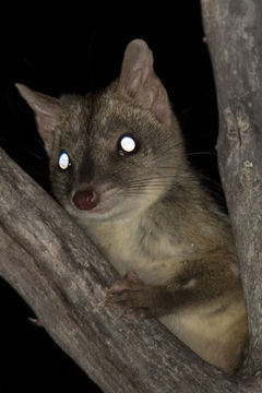 Image of Western quoll