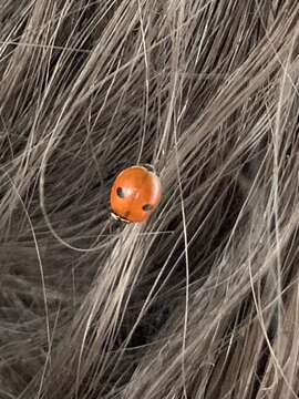 Image of twospotted lady beetle