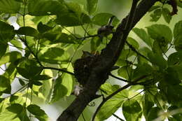 Image of gnatcatchers