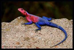 Image of Mwanza Flat-headed Rock Agama