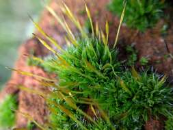 Image of tortula moss