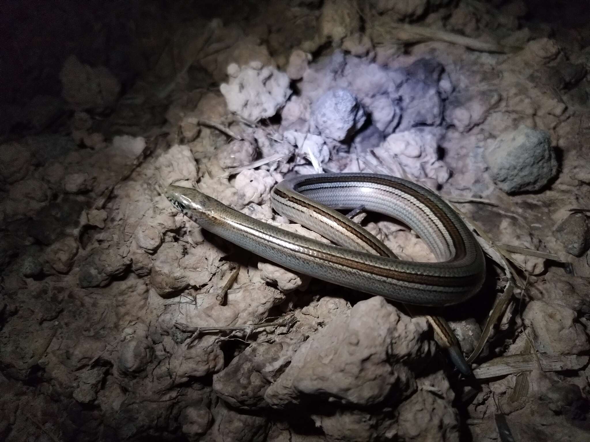 Image of South American worm lizards