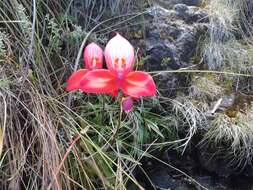 Image of Red Disa