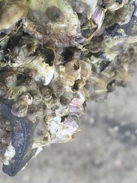 Image of Striped barnacle