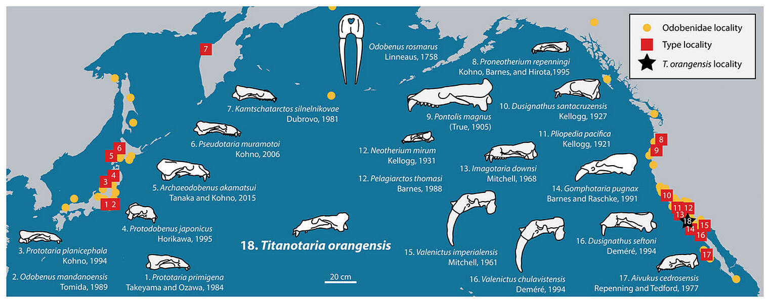 Image of walruses