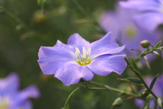 Imagem de Linum alpinum Jacq.