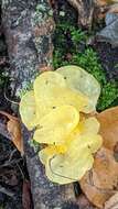 Image of Witches butter