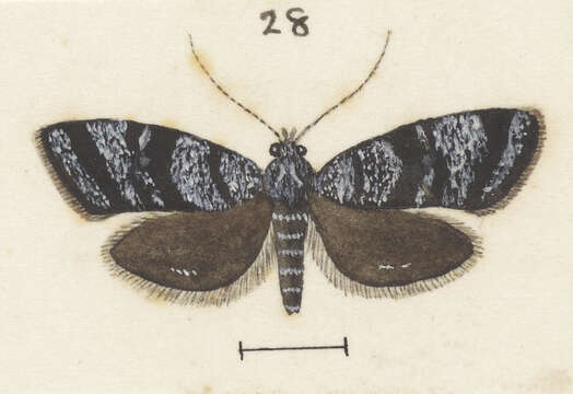 Image of Asterivora antigrapha Meyrick 1911