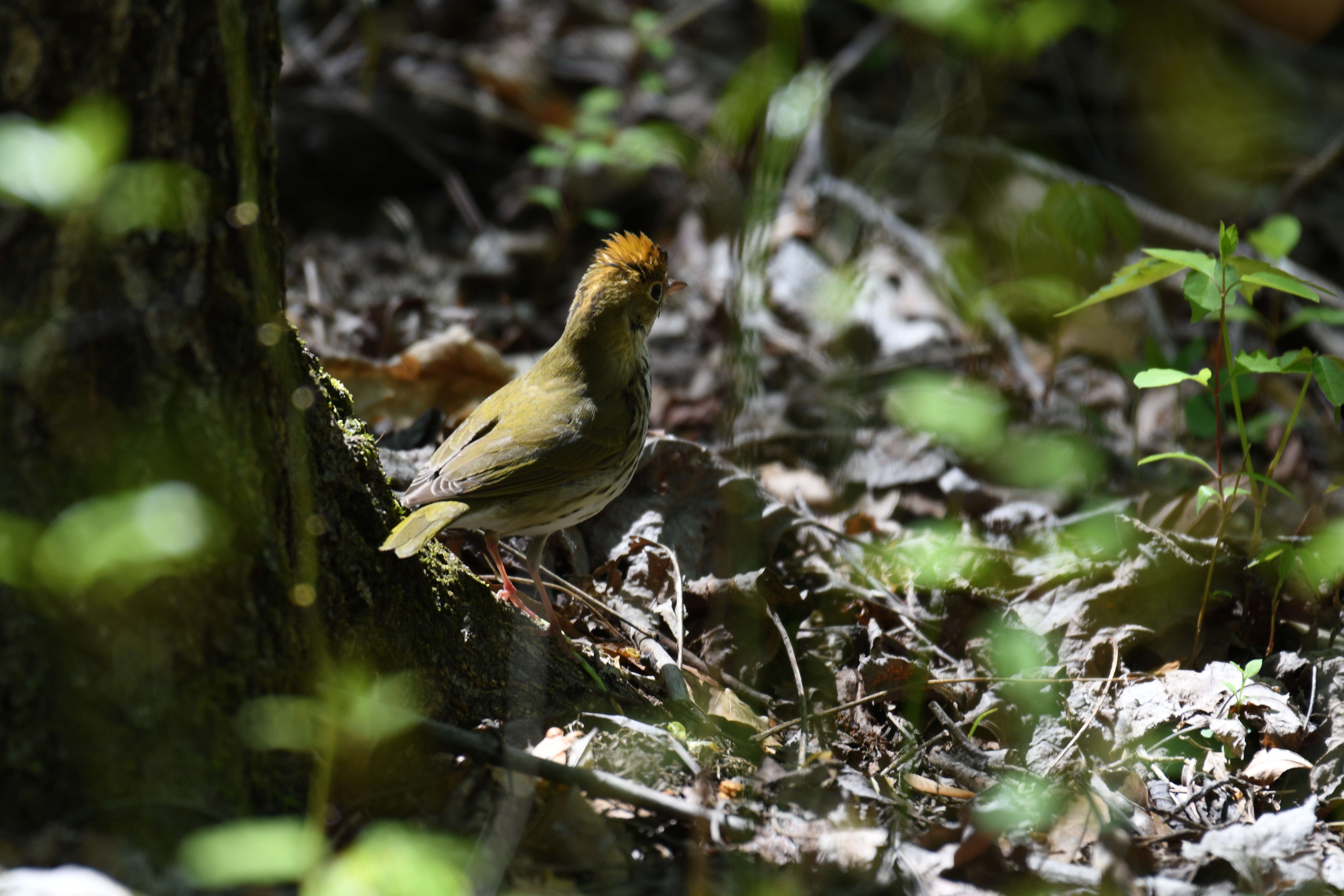 Image of Hermit Thrush