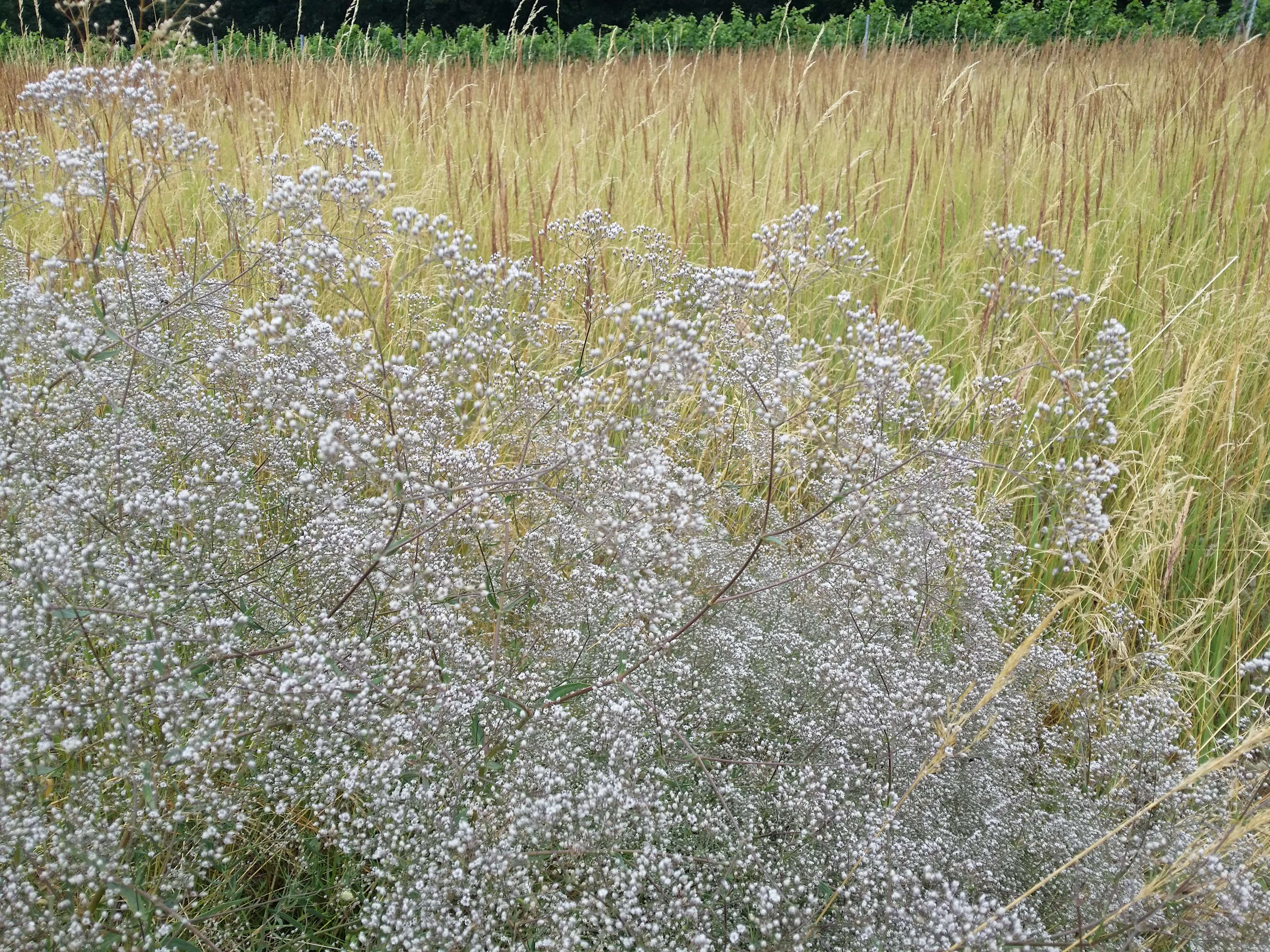 Image de Gypsophila paniculata L.