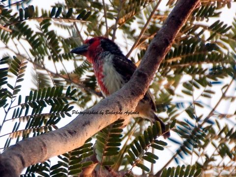18.https www inaturalist org photos 6125671.580x360