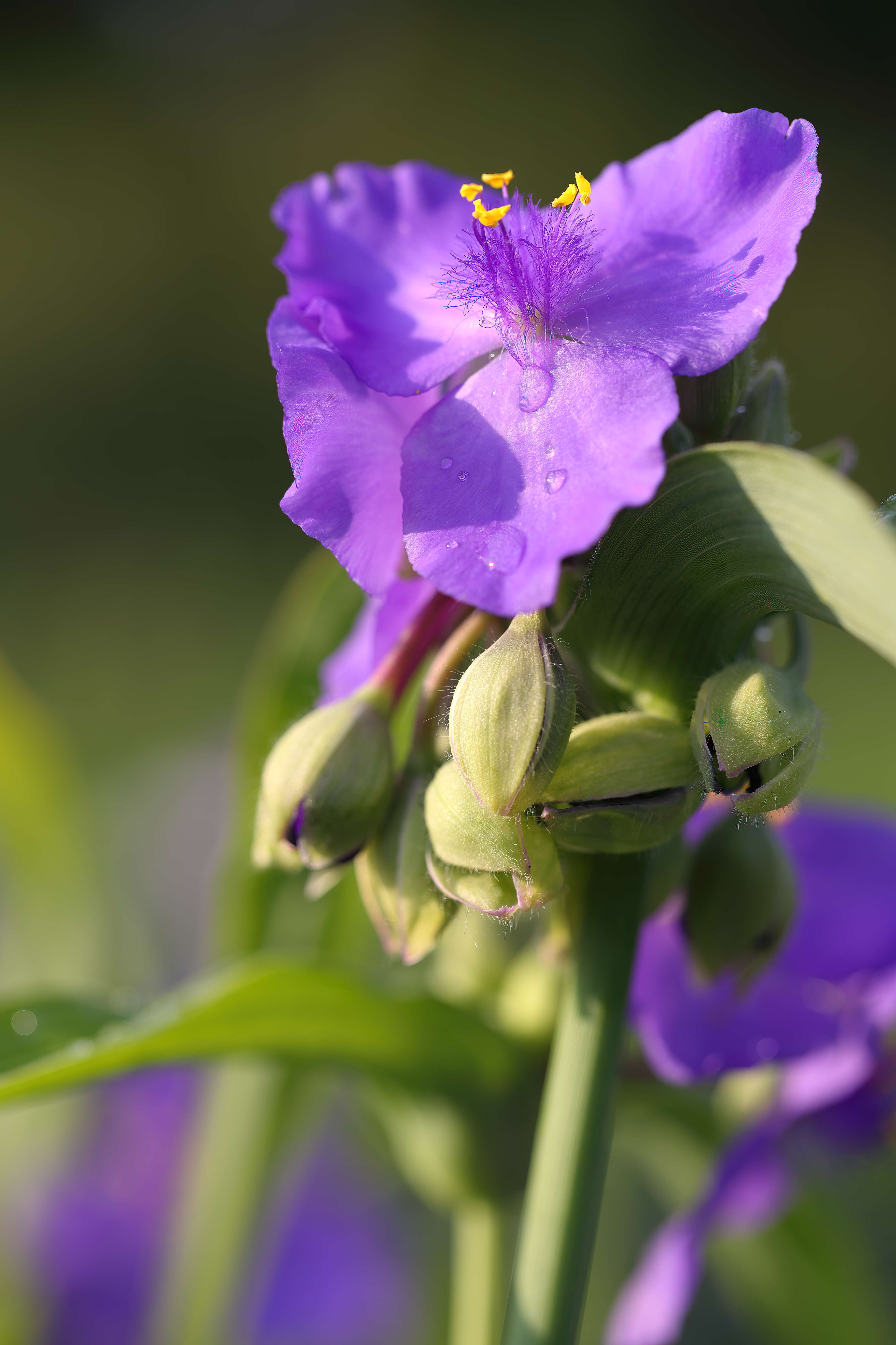 Слика од Tradescantia ohiensis Raf.