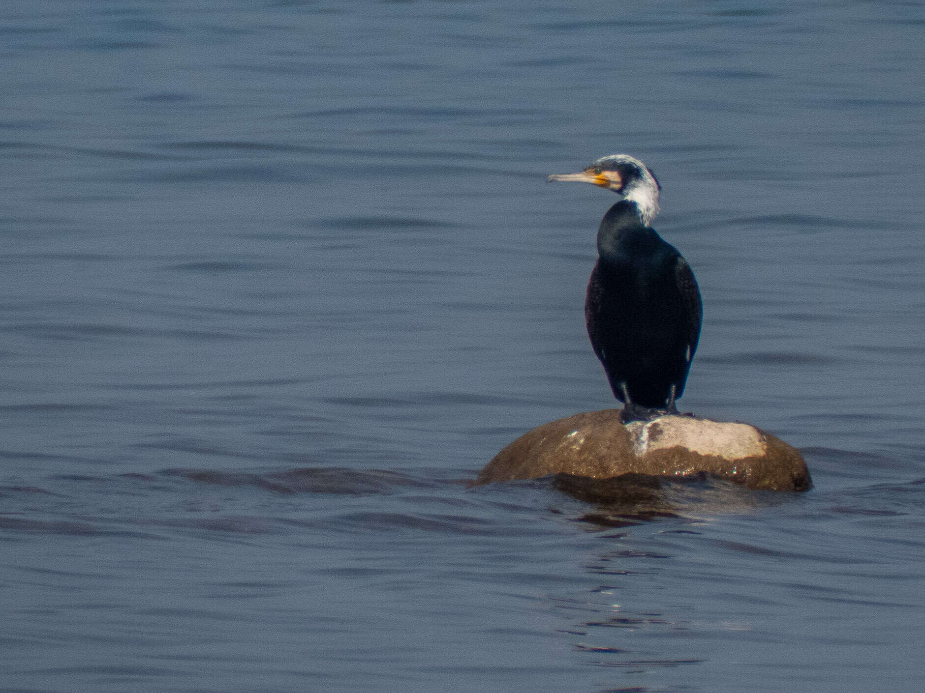 Image of Black Shag