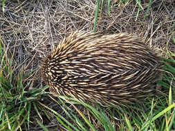 Image of echidnas